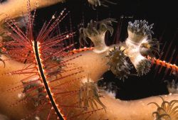 Sponge Zoanthids, Parazoanthus parasiticus taken at Doc's... by Paul Sim 